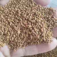 بذر یونجه پایه بلند بوجاری شده
