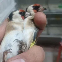 سهره گلبسر پاییزه کرمونی و رسمی