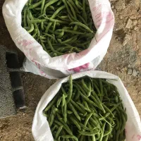 لوبیا سبز تازه