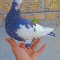 کبوتر دستی|پرنده|حمیدیا, |دیوار