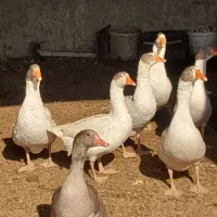 غاز بالغ و جوان و چاق|حیوانات مزرعه|پیشوا, |دیوار