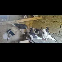 کبوتر خوشرنگ سیاه|پرنده|شیراز, پارک آزادی|دیوار