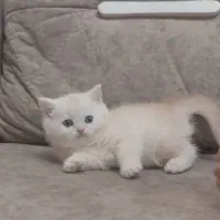 شهر گربه های آپارتمانی ( Meow Hop )|گربه|مشهد, سجاد شهر|دیوار