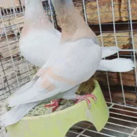 ماده پلاکی زرد سفیدکاکلی پرپا بلند.جوجه زرد