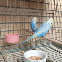 مرغ عشق رینبو|پرنده|فولادشهر, B8|دیوار