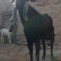 نر بز|حیوانات مزرعه|مشهد, شهید هاشمی نژاد|دیوار