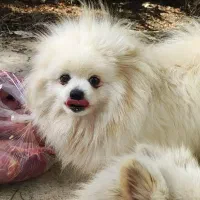 واگذاری 1 قلاده پامر ماده عقیم شده