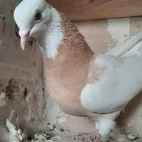 طوقی ماده|پرنده|ملکان, |دیوار