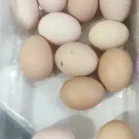 تخم مرغ محلی رسمی
