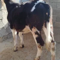 دو تا گوساله ماده هلشتاین ،گاو