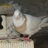 طوقی آجری ماده