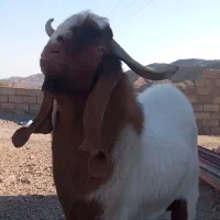 چبش تخمی گلابی نژاد اصیل نهبندان|حیوانات مزرعه|نهبندان, |دیوار