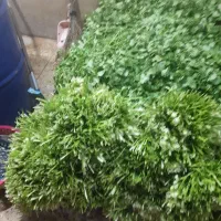 سبزی خورشتی دزفول پاک شده و ارگانیک تازه