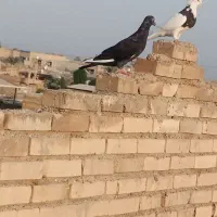 دورگ|پرنده|اهواز, زرگان|دیوار