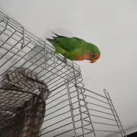 طوطی برزیلی کاملن دستی