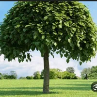 ارس کردن درخت پابیل باغچه وغیره انجام میدم