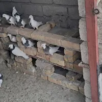 واگذاری۷۰ کبوتر طوقی همه رنگ و تخم گذار|پرنده|خرمدره, |دیوار