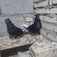 کبوتر دم سفید|پرنده|شوش, |دیوار