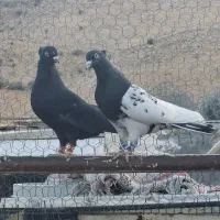 تعدادی بهبهانی|پرنده|شیراز, داریون|دیوار