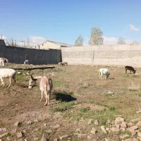 خر الاغ اسب