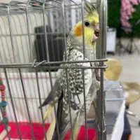 ۳عددعروس هلندی چهارماهه