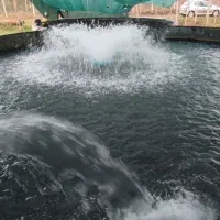 ماهی خاویاری|ماهی|لولمان, |دیوار