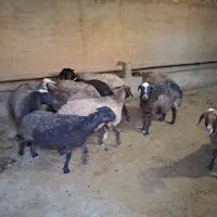 ۷ رئس میش آبستن  نژاد مهربان خوب و سرحال