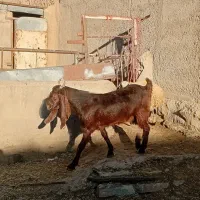 بز غاله گوسفند|حیوانات مزرعه|اراک, |دیوار