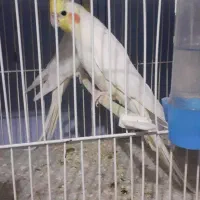 عروس|پرنده|تبریز, |دیوار