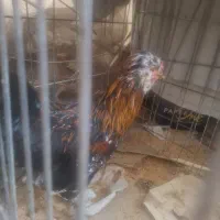 خروس گلین