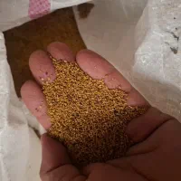 بذر یونجه