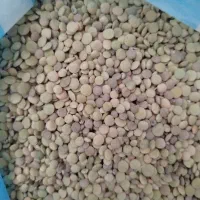 عدس دیم|خوردنی و آشامیدنی|میاندوآب, |دیوار