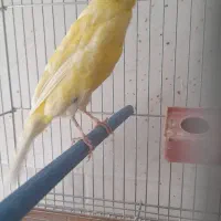 فروش قناری