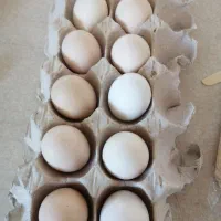 تخم مرغ محلی نطفه دار گلین