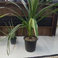 گلدان