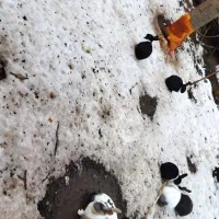 خرگوش|موش و خرگوش|نیشابور, بلوار گلها|دیوار