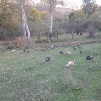 بوقلمون کاملا ارگانیک|حیوانات مزرعه|کلیبر, |دیوار