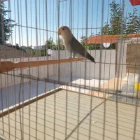 برزیلی نر|پرنده|قائمشهر, |دیوار