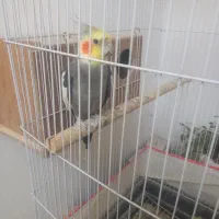 عروس هلندی|پرنده|سبزوار, فقیه سبزواری|دیوار