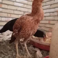 لاری