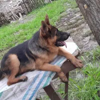 ژرمن.نر۶ماه.ماده ۹ماه|سگ|سنگر, |دیوار