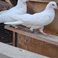 کفتر سفید ۹عدد   و دست بر. قوچی
