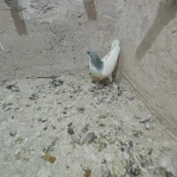 کبوتر شهری|پرنده|شیراز, جمال آباد|دیوار