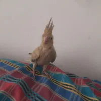 عروس هلندی|پرنده|سنندج, |دیوار