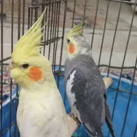 طوطی عروس جفت مولد|پرنده|قم, تولید دارو و یخچال|دیوار