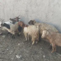 بز کهره ومیش|حیوانات مزرعه|مرودشت, تامین اجتماعی|دیوار