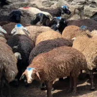 گوسفند اکبتان دامداری زنده ارسال رایگان|حیوانات مزرعه|تهران, اکباتان|دیوار