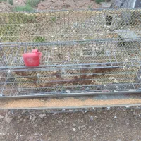 قفس بلدرچین