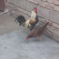 دوعدد مرغ یه خروس و ماده مرغ