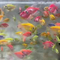 فروش ماهی ولوازم اکواریوم